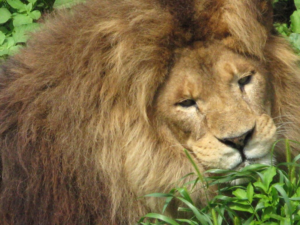Lion at the Niabi Zoo